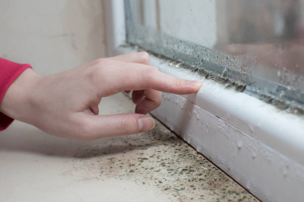 Best Mold Documentation for Insurance Claims  in New Cumberland, WV