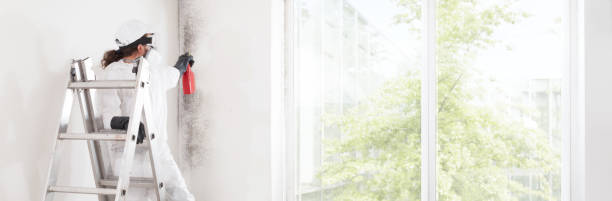 Best Mold-Related Health Consultation  in New Cumberland, WV